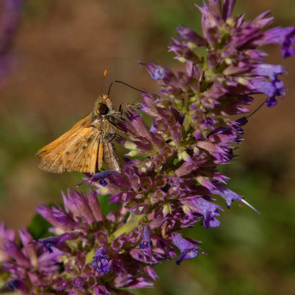 Blue Blazes Agastache