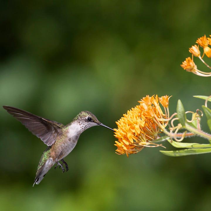 Butterfly Weed