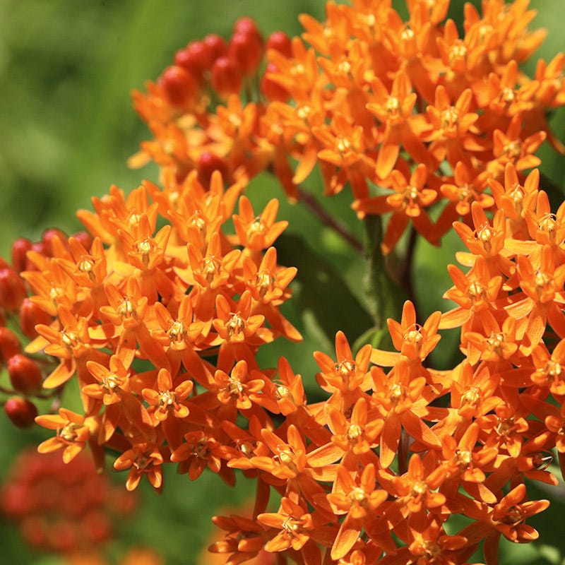 Butterfly Weed