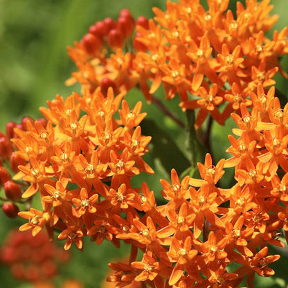 Butterfly Weed