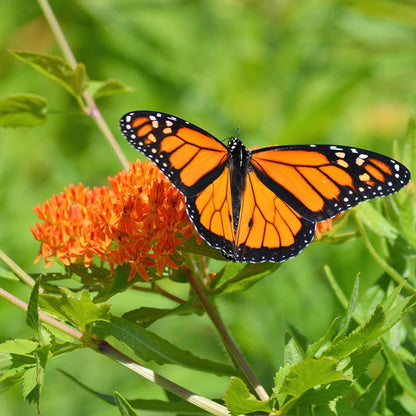 Butterfly Weed