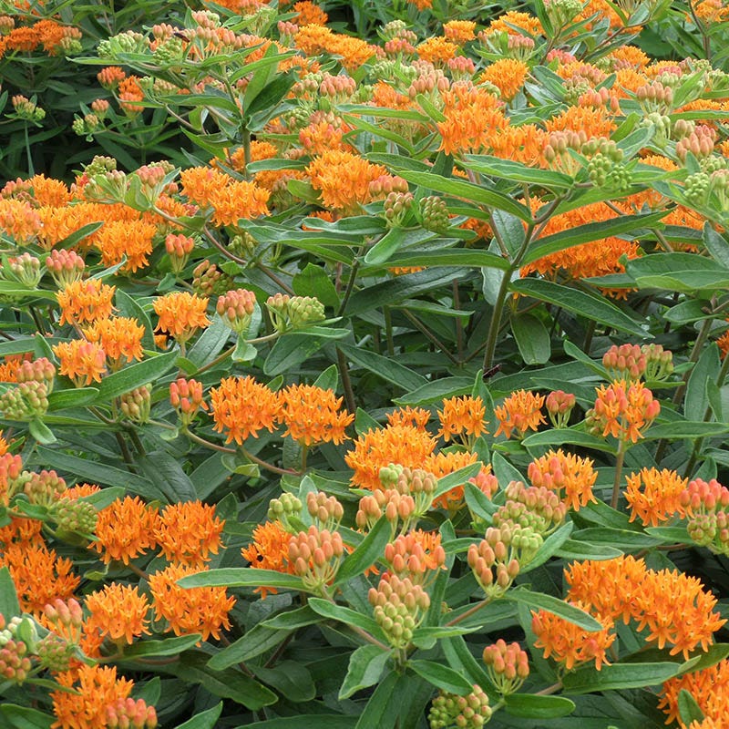 Butterfly Weed