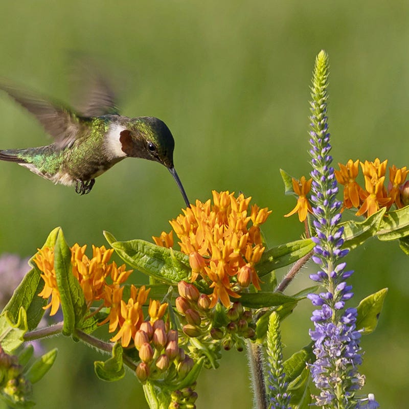 Butterfly Weed