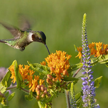 Butterfly Weed
