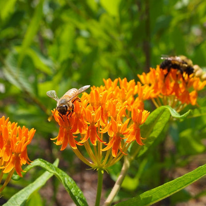 Butterfly Weed (Clay Form)