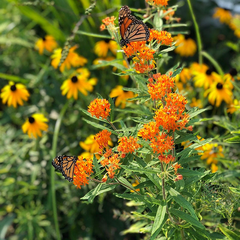 country flower seeds High Country Meadow Mix Native Wildflower Seed