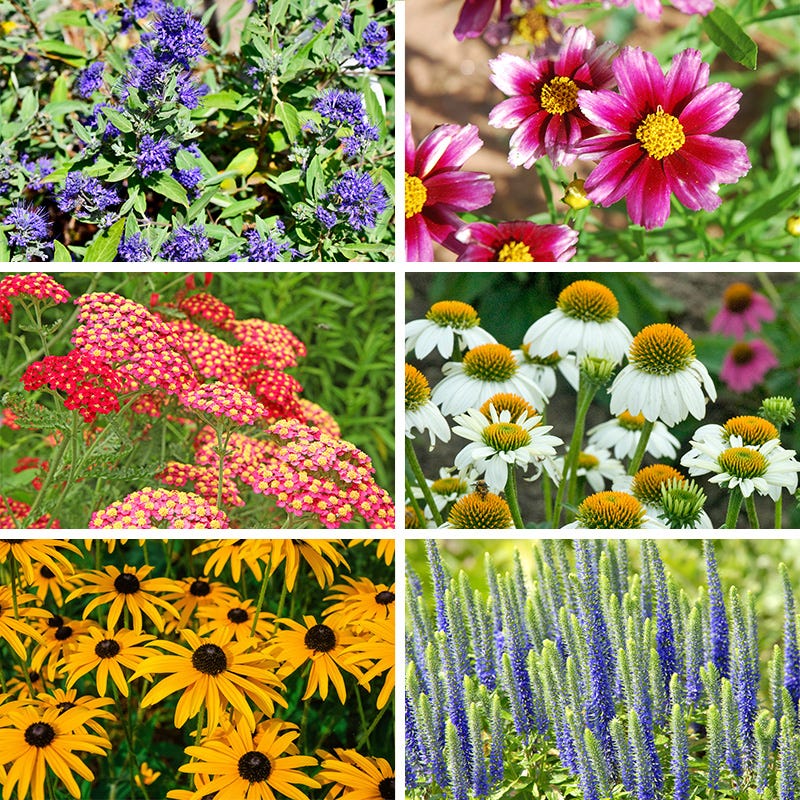 cottage garden seed mix Butterfly Paradise Pre-Planned Cottage Garden