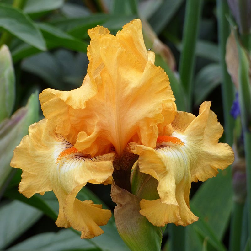 Butterlicious Bearded Iris
