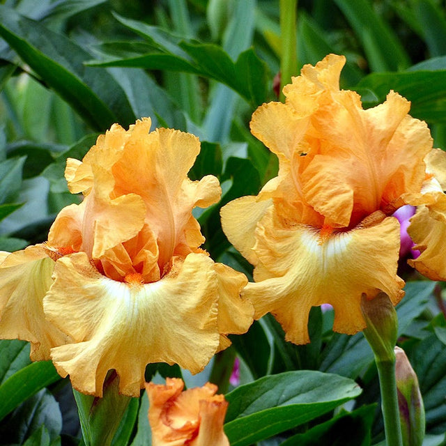 Butterlicious Bearded Iris|Iris germanica 'Butterlicious' (Tall Bearded Iris)