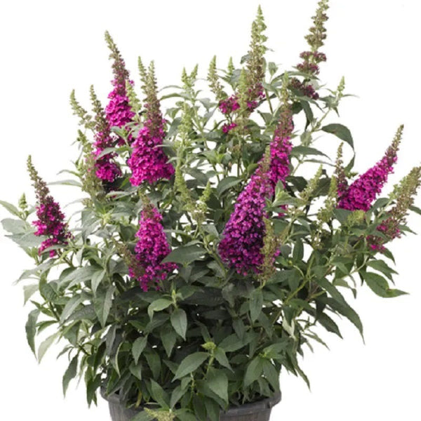 Large Raspberry Buddleia Buzz Hot Raspberry Butterfly Bush, Buddleia | High Country Gardens