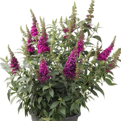 Buzz® Hot Raspberry Butterfly Bush (Buddleia)
