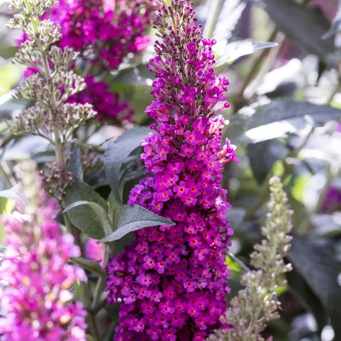 Buddlia Hot Raspberry Buzz Hot Raspberry Butterfly Bush, Buddleia | High Country Gardens