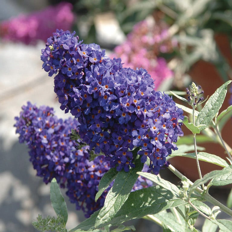 Buzz Midnight Butterfly Bush, Buddleia