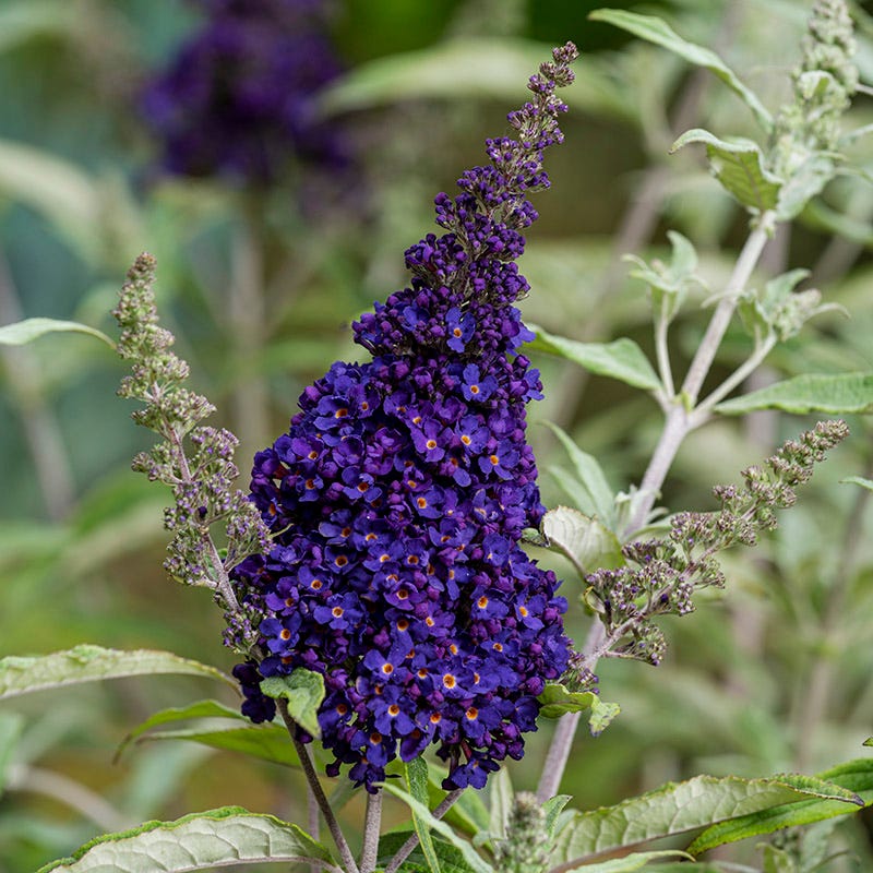 butterfly bush seeds planting Buzz Midnight Butterfly Bush, Buddleia
