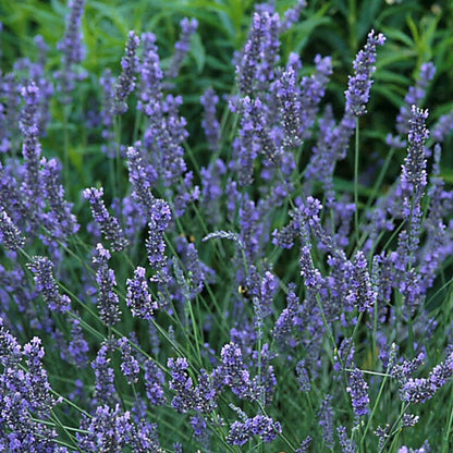 Grosso French Lavender