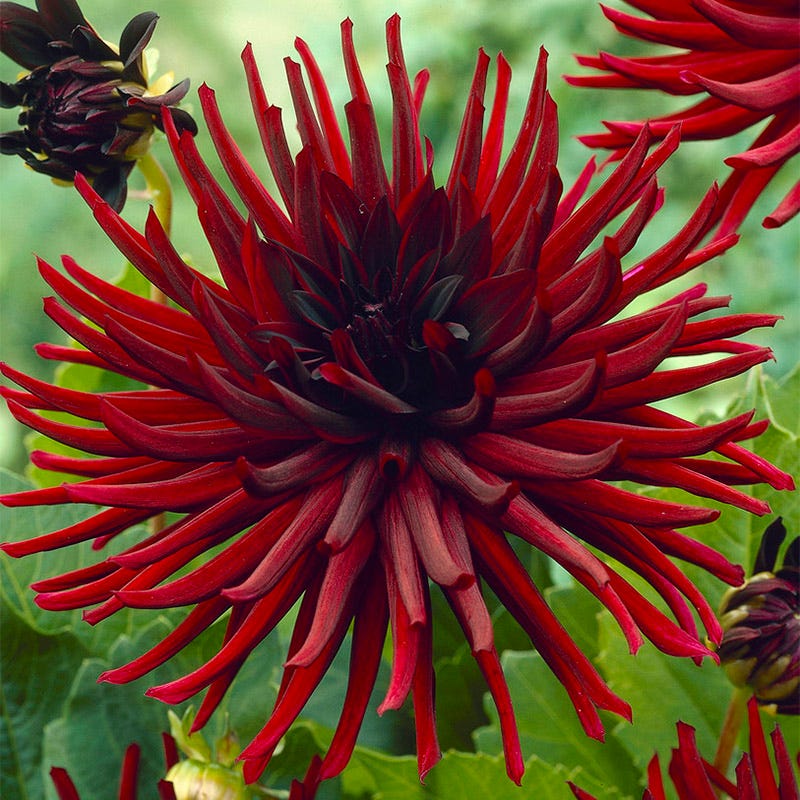 Nuit D'ete Cactus Dahlia - Thumbnail 2