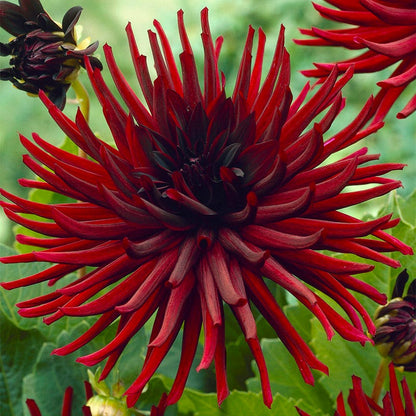 Nuit D'ete Cactus Dahlia