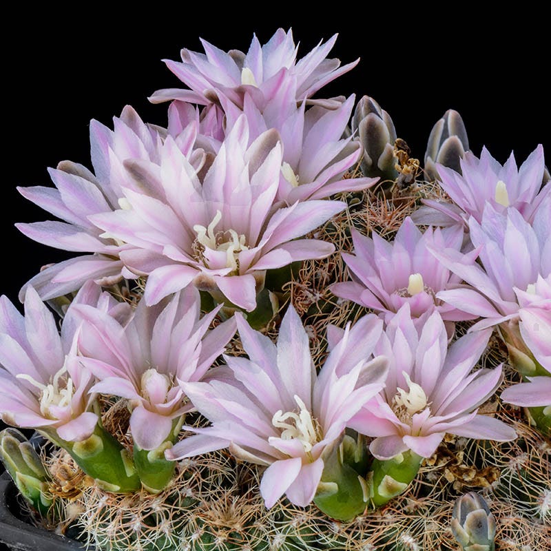 Miniature Chin Cactus (Gymnocalycium bruchii)