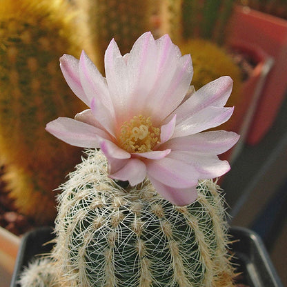 Miniature Chin Cactus (Gymnocalycium)