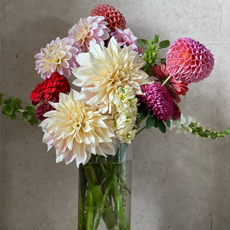 cafe au lait dahlia seeds Cafe au Lait Dinnerplate Dahlia Bulbs