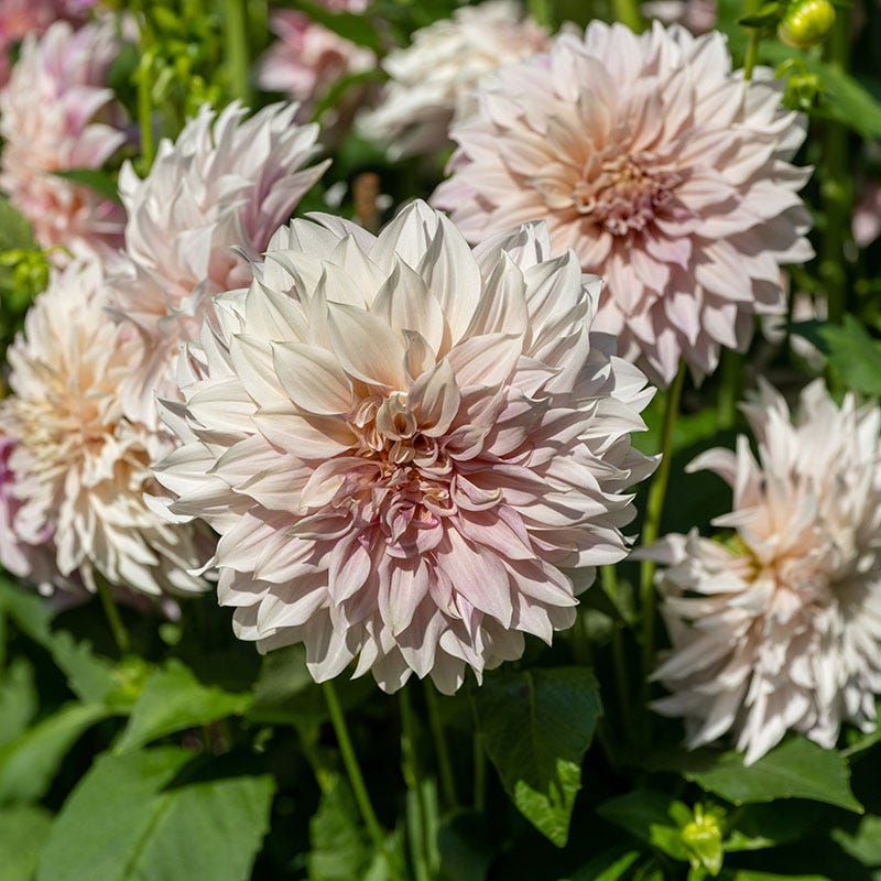 dahlia seeds cafe au lait Cafe au Lait Dinnerplate Dahlia Bulbs