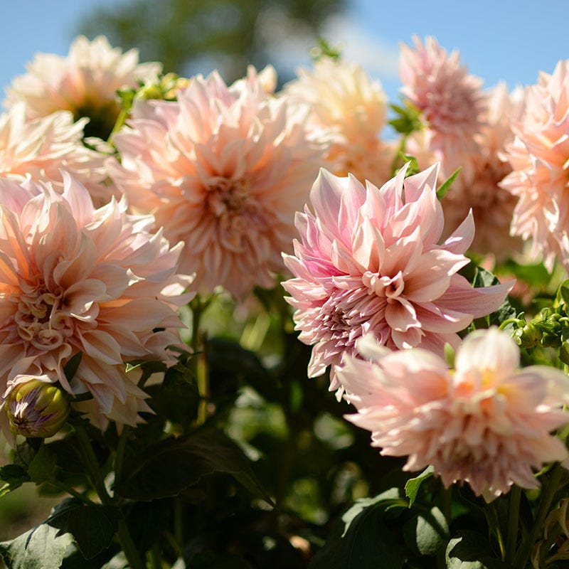 dahlia seeds cafe au lait Cafe au Lait Dinnerplate Dahlia Bulbs