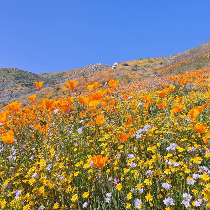 desert wildflower seeds Western Xeriscape Wildflower Seed Mix