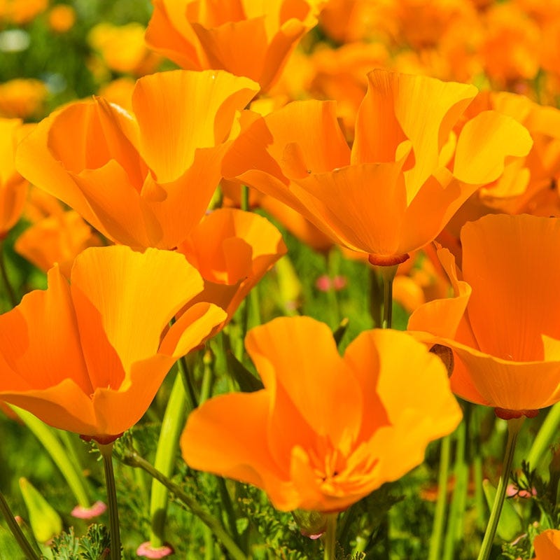 California Poppy Seeds (Eschscholzia)