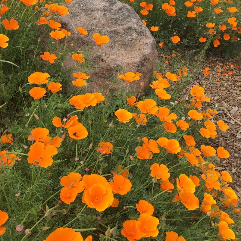 California Poppy Seeds, Eschscholzia californica