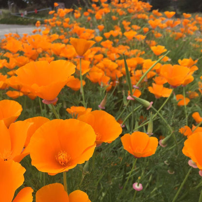 California Poppy Seeds (Eschscholzia)