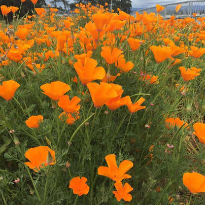 California Poppy Seeds (Eschscholzia)