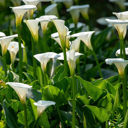 white lily retreat Rainforest Retreat Bulb Collection