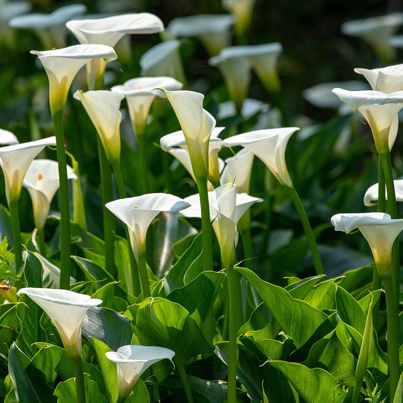 O'Keeffe-Inspired Calla Lily Mix - Thumbnail 4