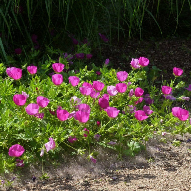 Soft Colors Inferno Strip Pre-Planned Garden|Purple Poppy Mallow (Callirhoe involucrata)