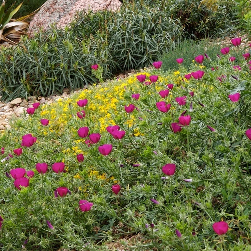 Purple Poppy Mallow (Callirhoe involucrata) - Thumbnail 3