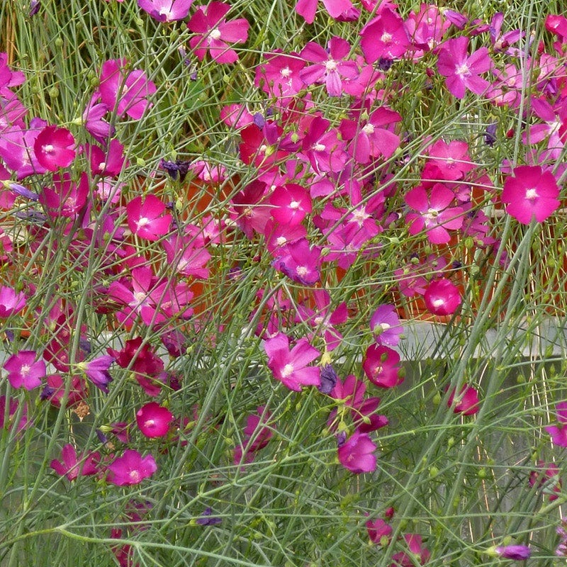 Fringed Poppy Mallow (Callirhoe)