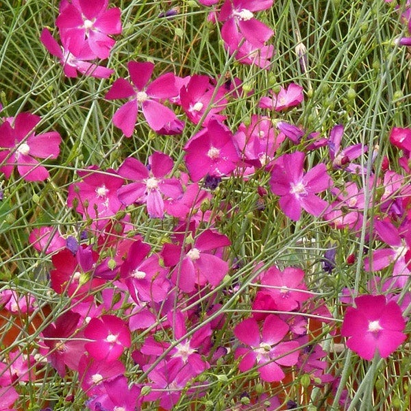 Fringed Poppy Mallow, Standing Winecups, Callirhoe digitata | High