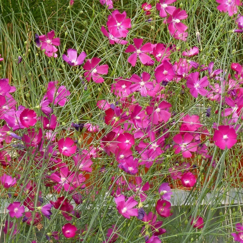 Fringed Poppy Mallow (Callirhoe)