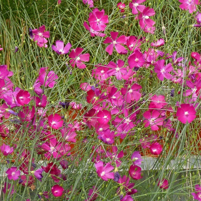 Fringed Poppy Mallow (Callirhoe)