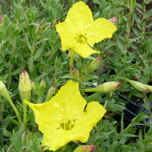 High Plains Yellow Sundrops (Calylophus)