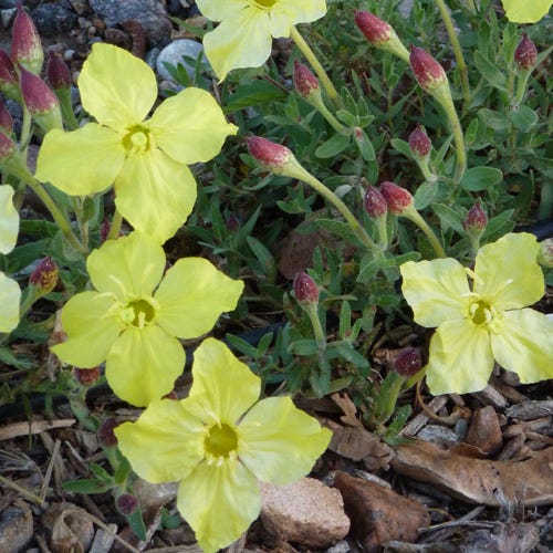 High Plains Yellow Sundrops (Calylophus)