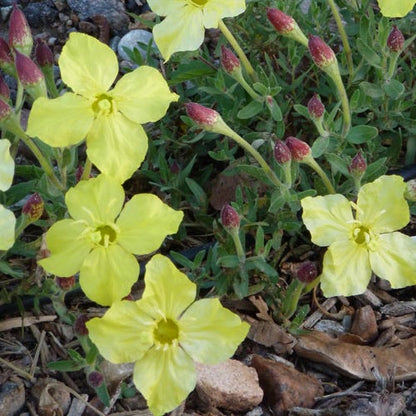High Plains Yellow Sundrops (Calylophus)