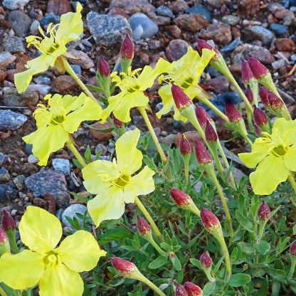 High Plains Yellow Sundrops (Calylophus)