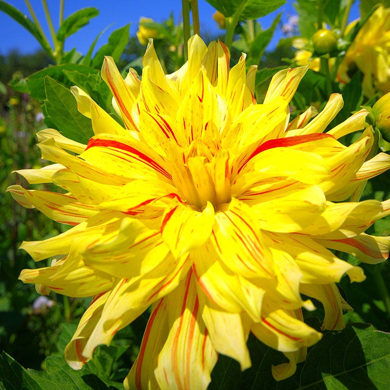 Cambridge Dinnerplate Dahlia