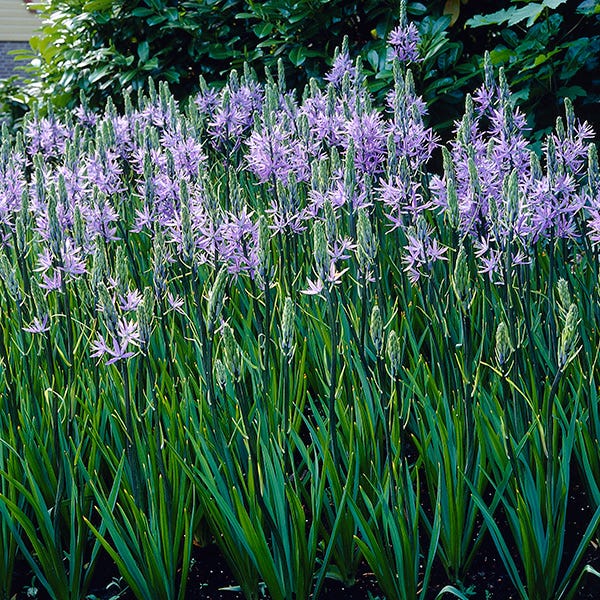High Country Gardens Camas Lily - Thumbnail 2