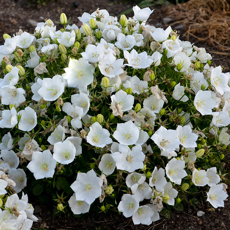 Rapido White Bellflower (Campanula), Photos courtesy of Walters Gardens, Inc.