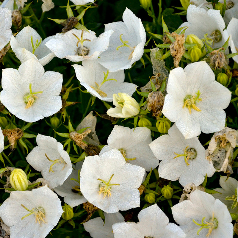 Rapido White Bellflower (Campanula), Photos courtesy of Walters Gardens, Inc.