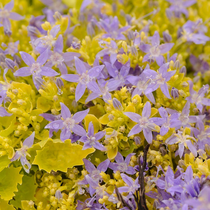Dickson's Gold Bellflower (Campanula)