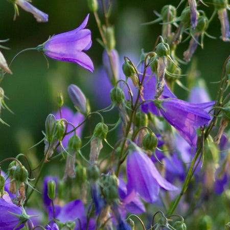 Bluebell Bellflower (Campanula)