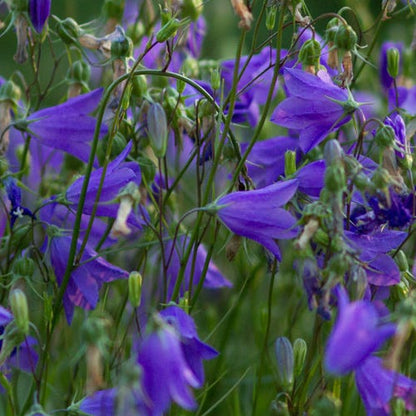 Bluebell Bellflower (Campanula)